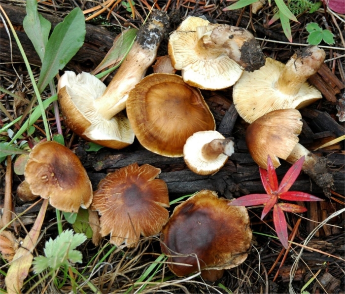 Ядовитые пластинчатые грибы