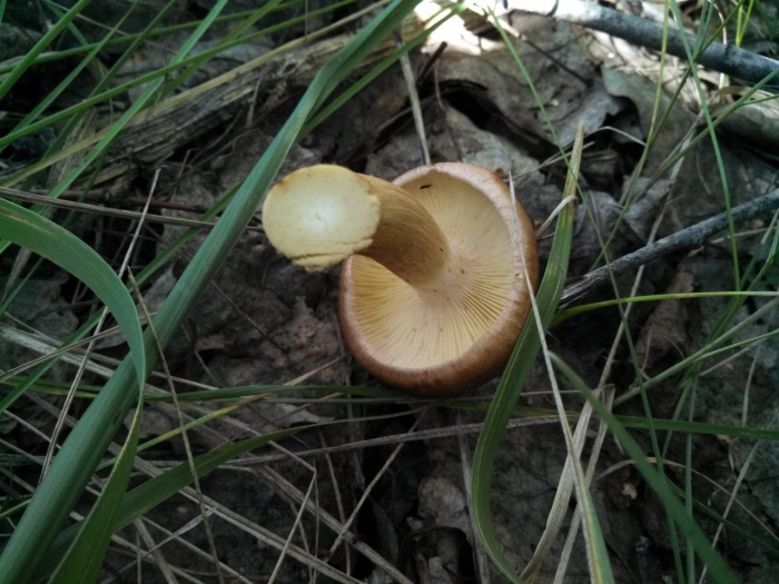 Млечник ольховый гриб