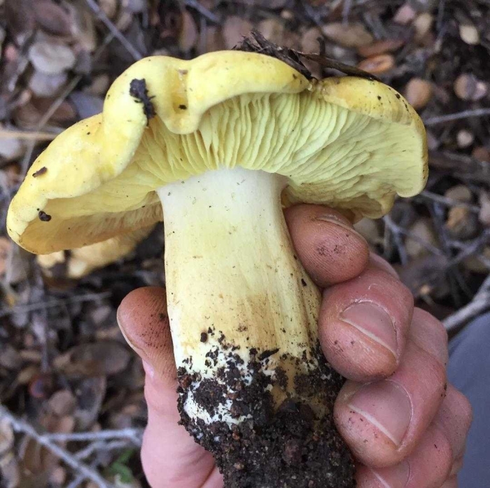 Рядовка еловая tricholoma aestuans