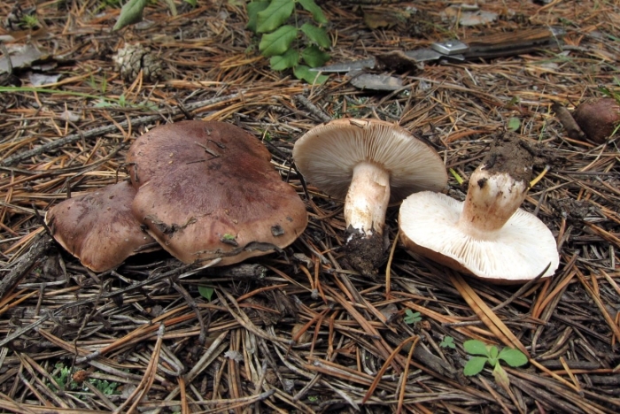 Гриб рядовка чешуйчатая