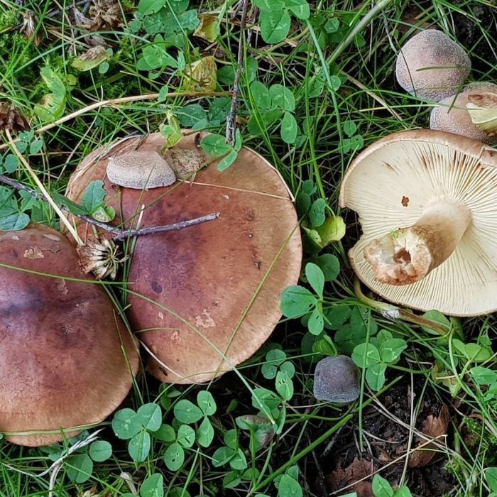 Рядовка желто бурая