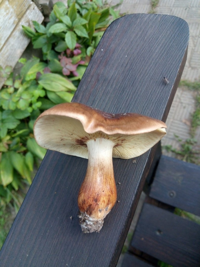 Рядовка буро-желтая tricholoma fulvum