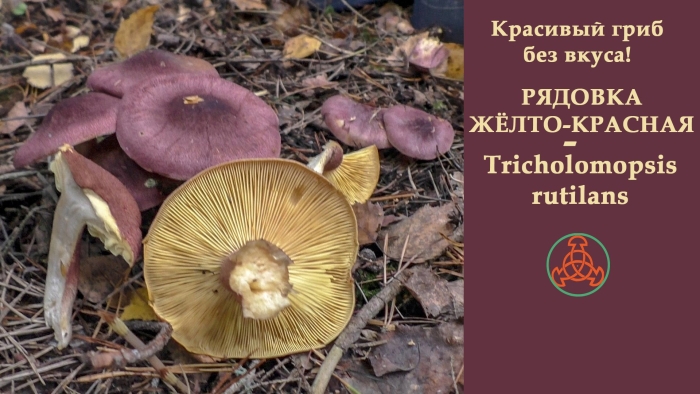 Рядовка желто красная tricholomopsis rutilans