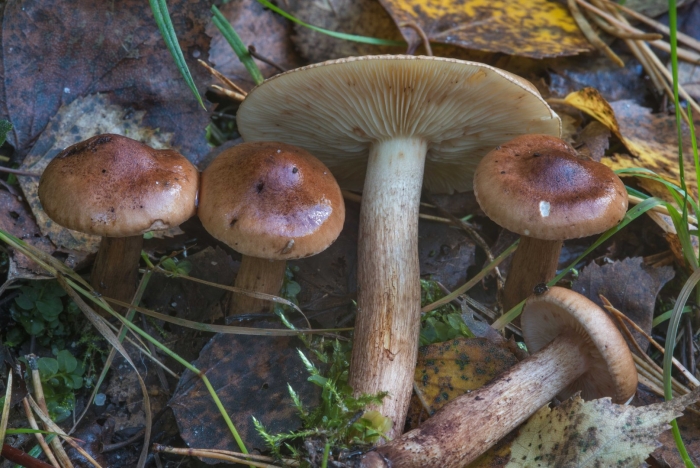 Рядовка tricholoma albobrunneum
