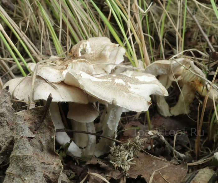 Гриб рядовки