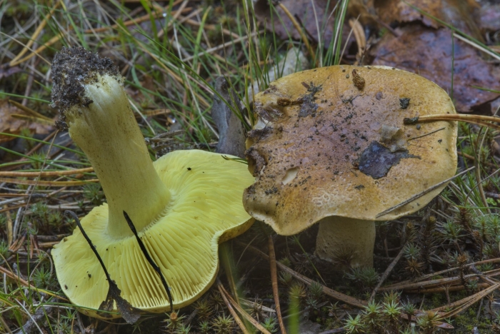 Зеленушка гриб съедобный