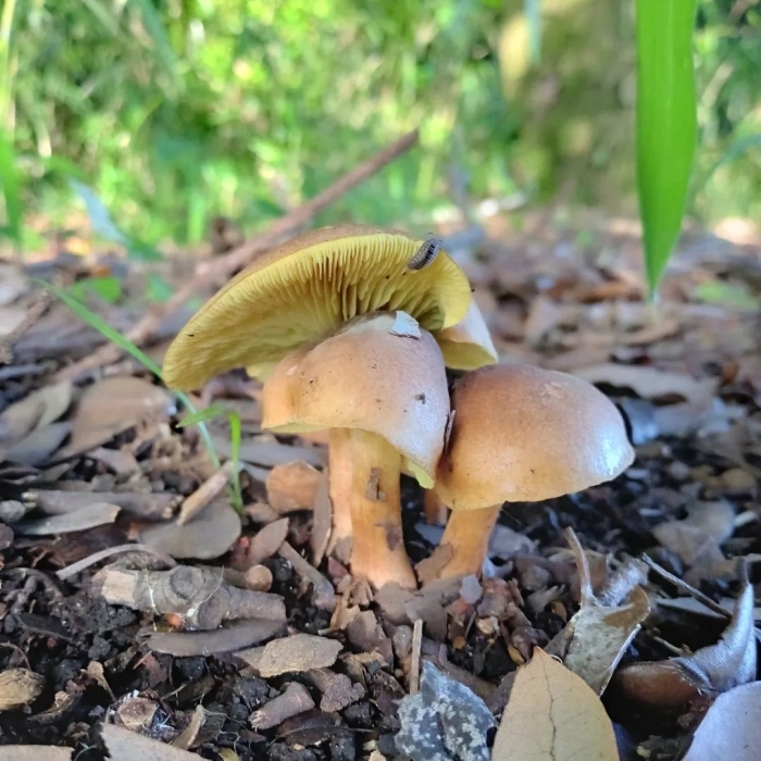 Паутинник триумфальный желтый