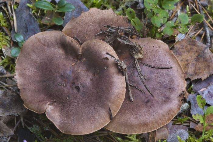 Грибы рядовки коричневые съедобные