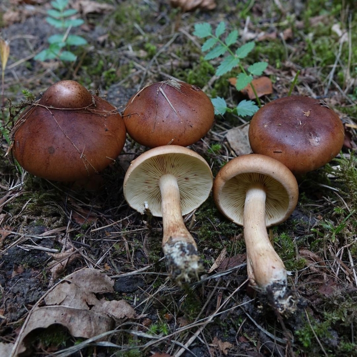 Грибы рядовка желто бурая