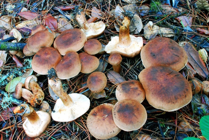 Рядовка жёлто бурая съедобная