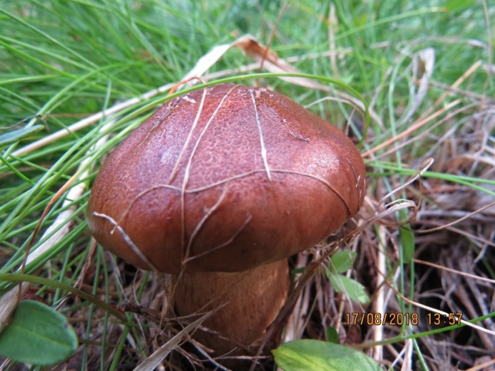 Рядовка красно-бурая