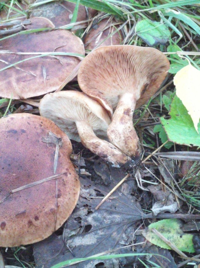 Млечник серо розовый lactarius helvus