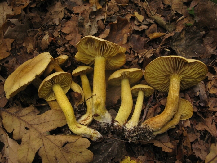 Рядовка серно-желтая (tricholoma sulphureum)