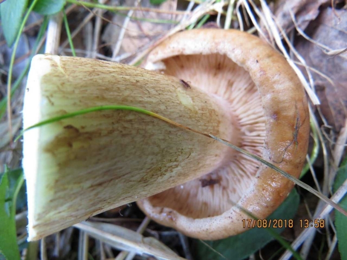 Рядовка жёлто-бурая съедобная или нет