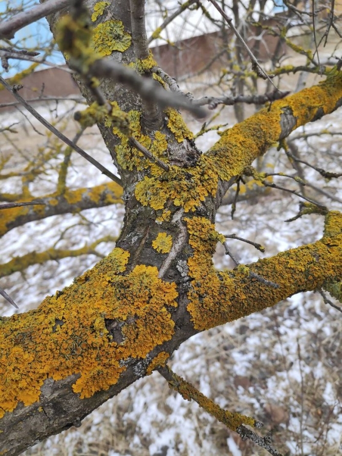 Оранжевый лишайник на коре дерева