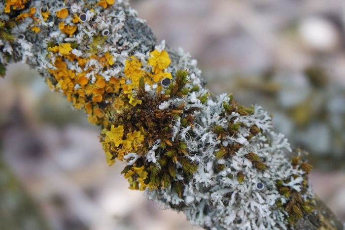 Накипной лишайник