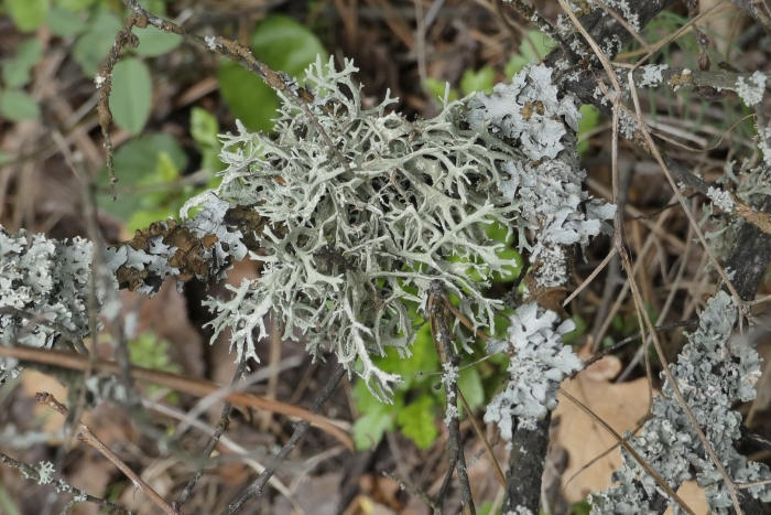 Эверния лишайник