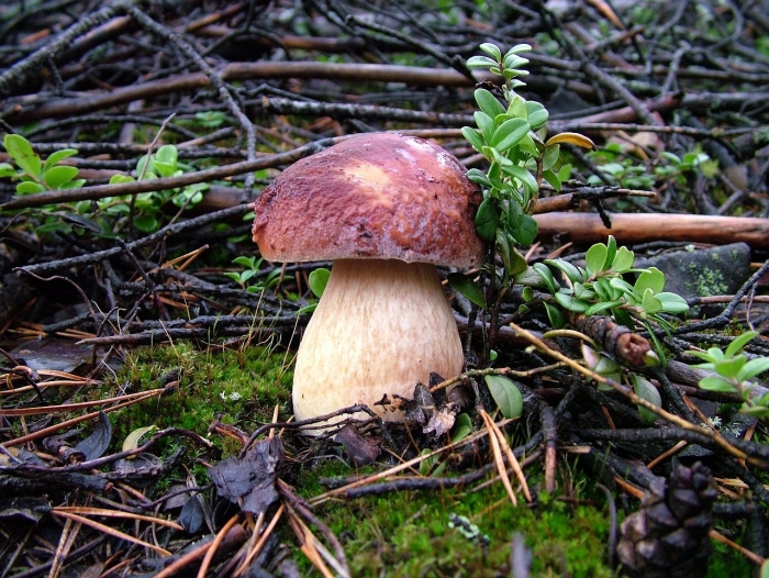 Боровик гриб