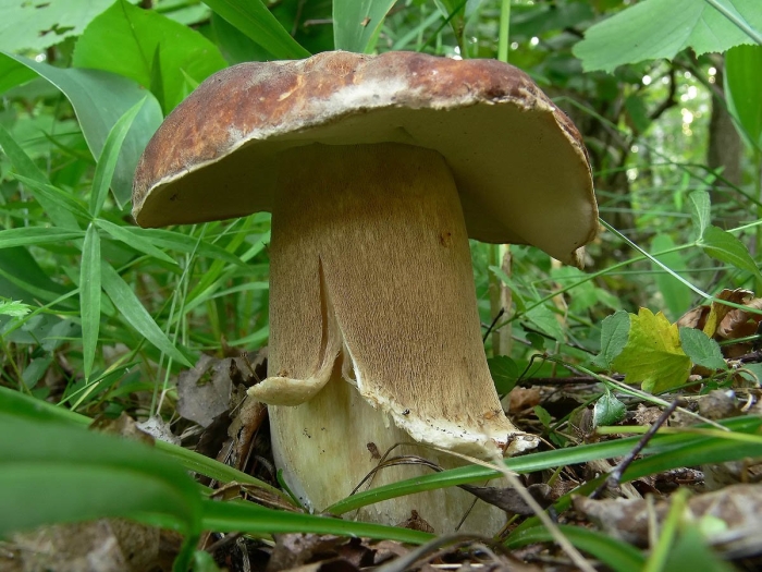 Боровик дубовый