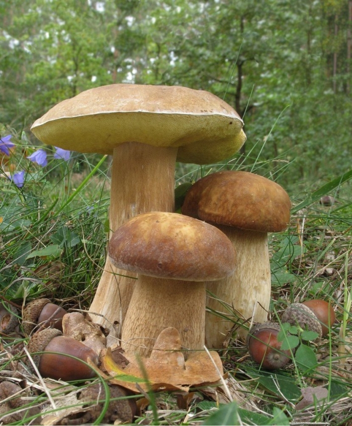 Грибы белый гриб