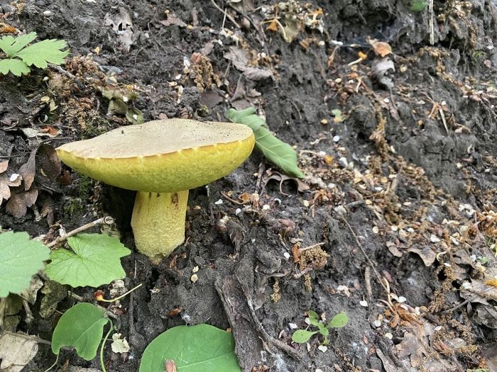 Полубелый гриб