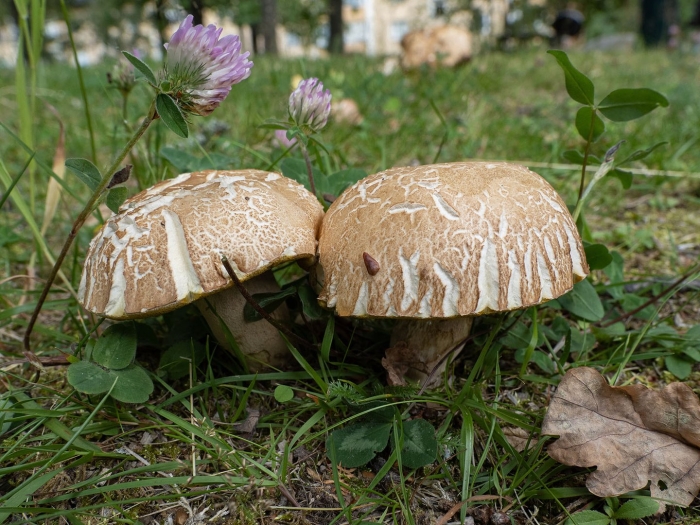 Шампиньон лесной agaricus silvaticus