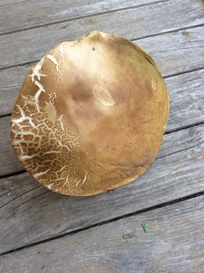 Boletus reticulatus гриб