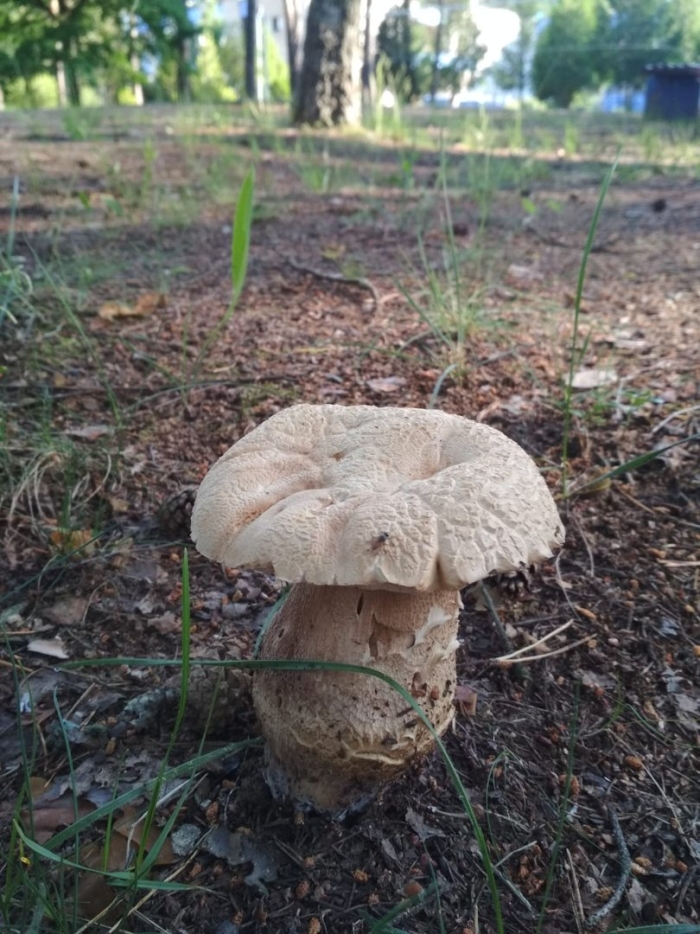 Белый гриб сетчатый боровик
