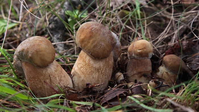 Боровик белый гриб