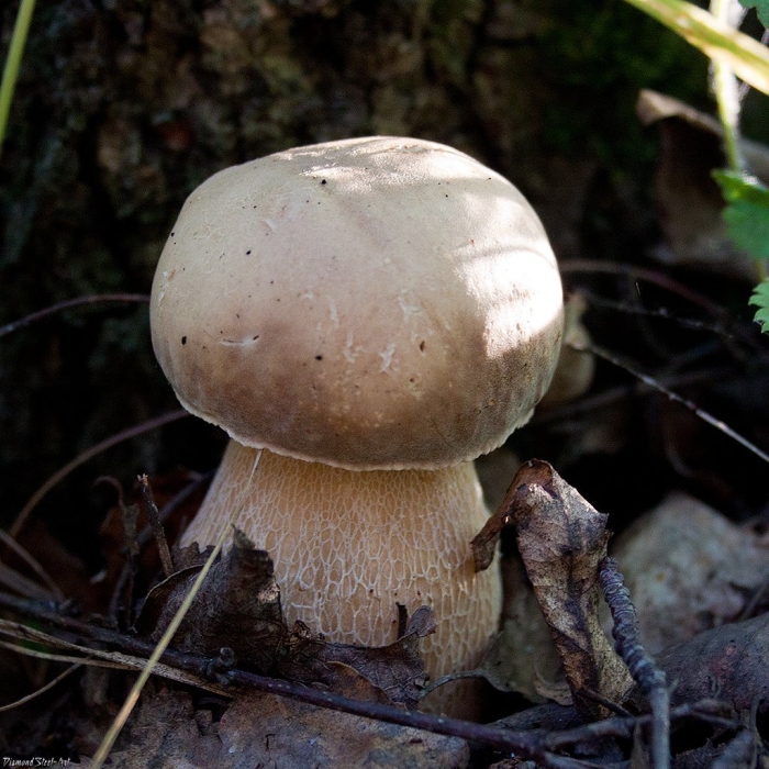 Белый гриб берёзовый boletus betulicola