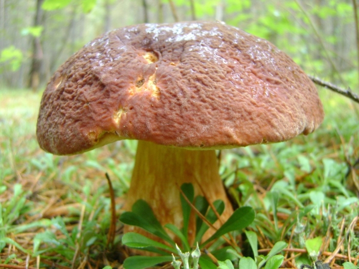 Боровик берроуза гриб