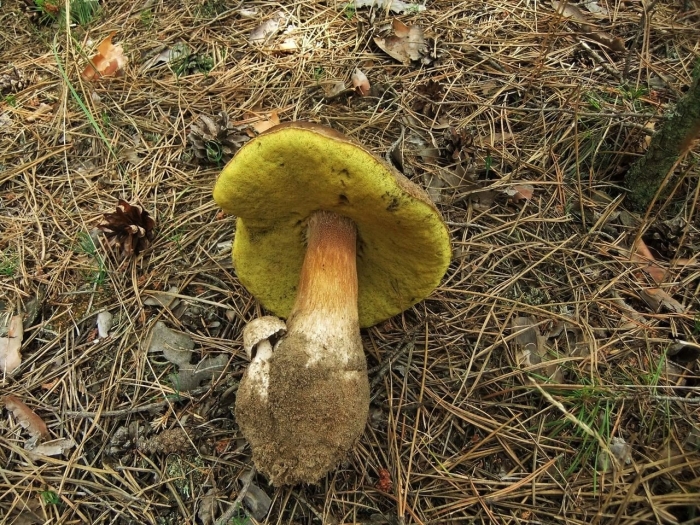 Боровик сетчатый boletus reticulatus