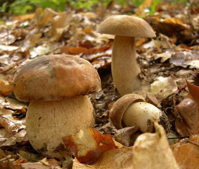 Boletus aestivalis