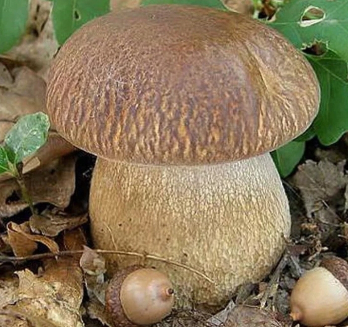 Белый гриб дубовый боровик сетчатый