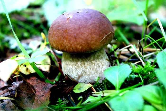 Грибы белый гриб