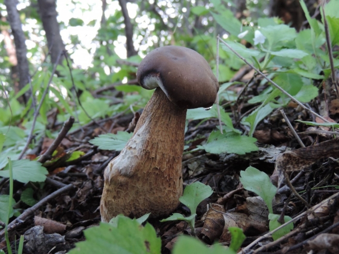 Гриб подберезовик