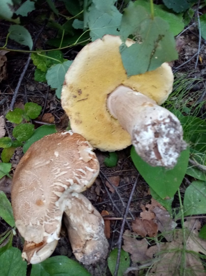 Белый гриб дубовый боровик сетчатый