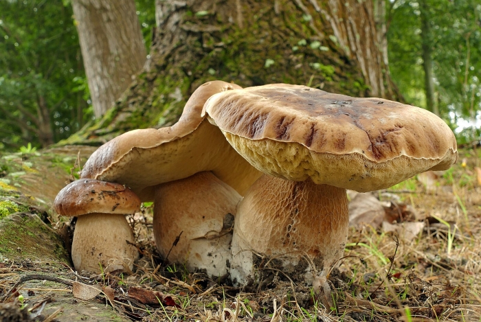 Boletus edulis – белый гриб
