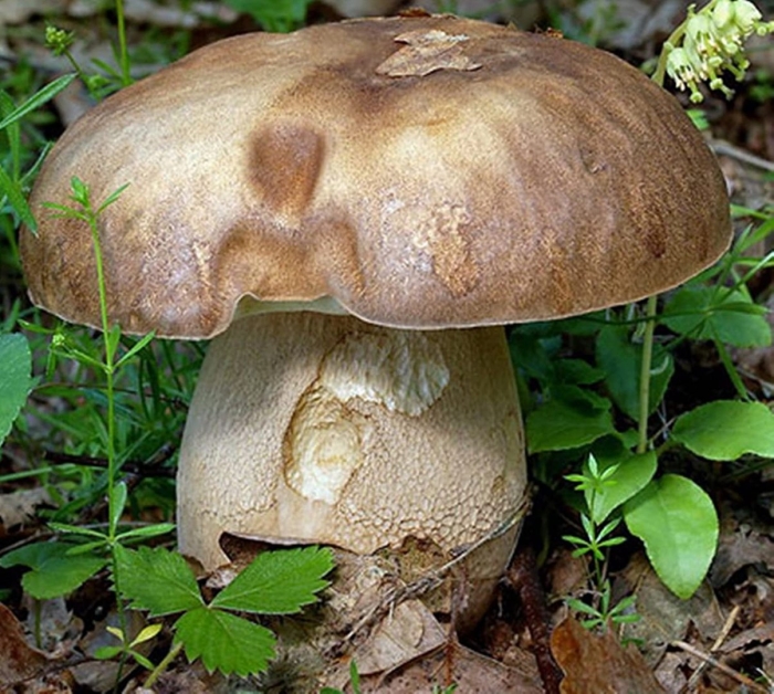 Млечник дубовый гриб