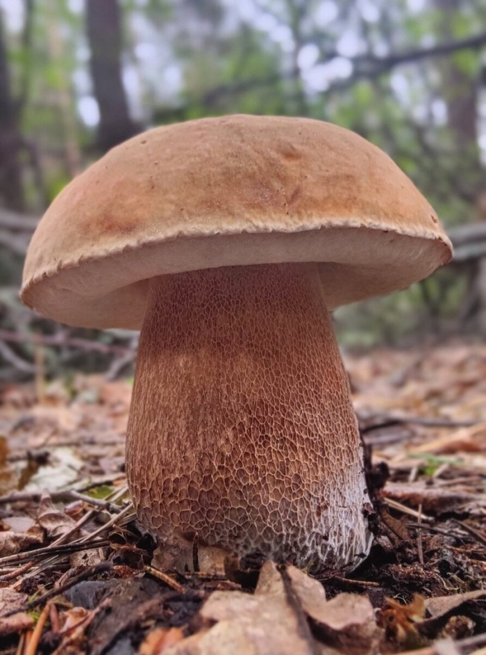 Белый гриб сетчатый