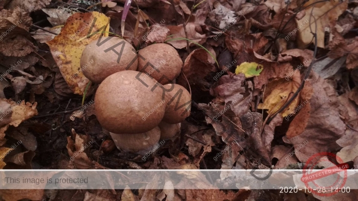 Боровик сетчатый