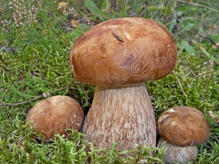 Белые грибы разновидности