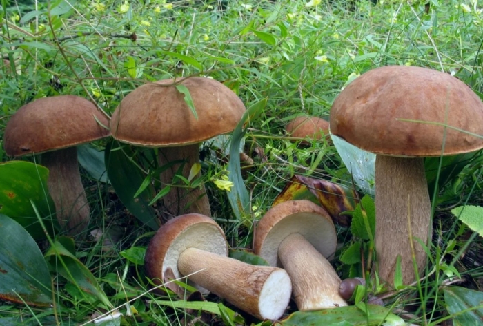 Белый гриб дубовый