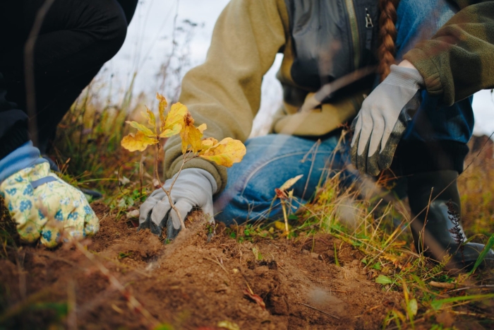 Сажаем деревья