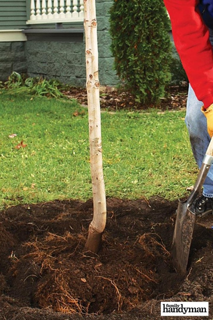 Посадка плодовых деревьев