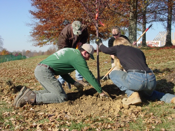 Посадка деревьев и кустарников