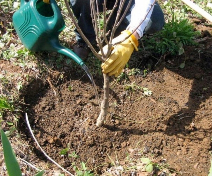Посадка саженцев яблони