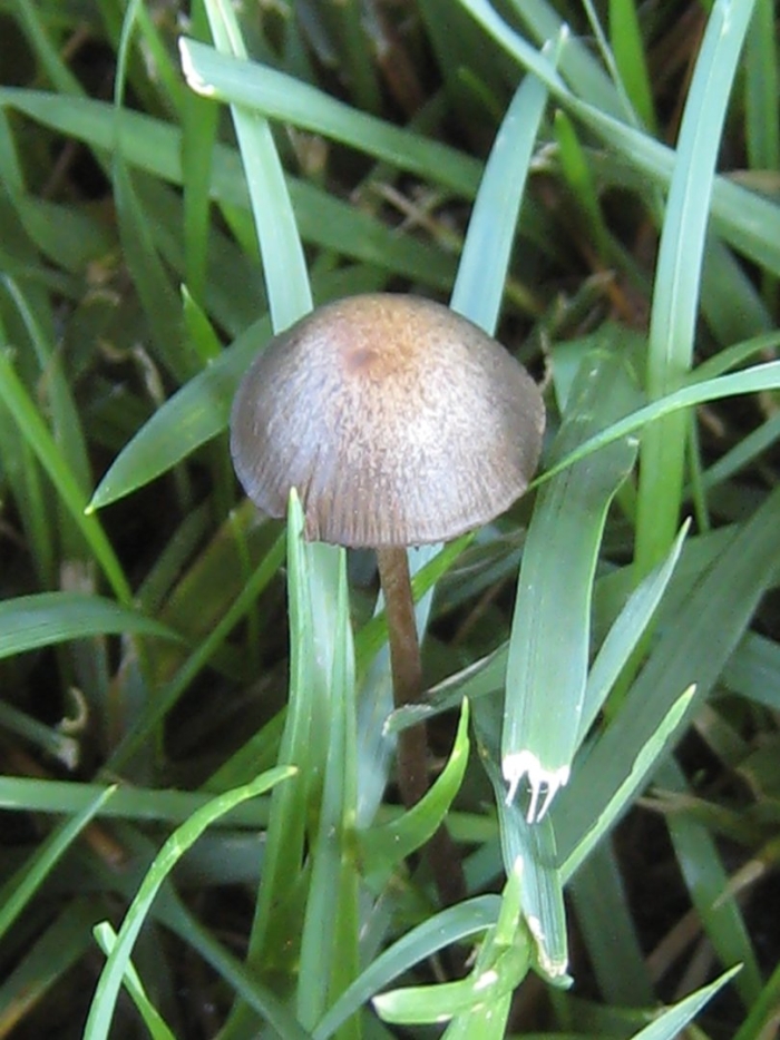 Panaeolus cinctulus