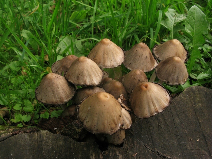 Навозник колокольчатый