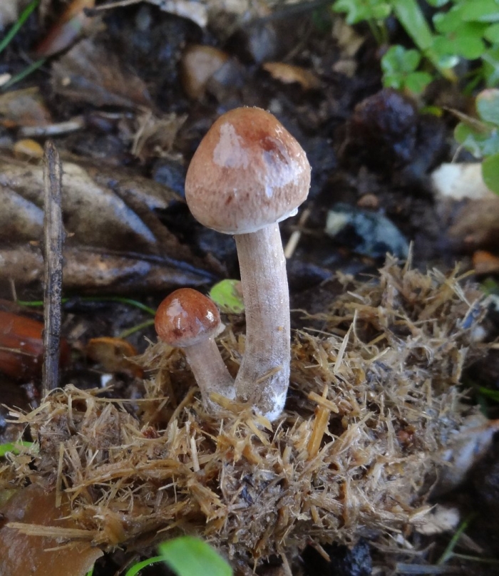 Паутинник гриб